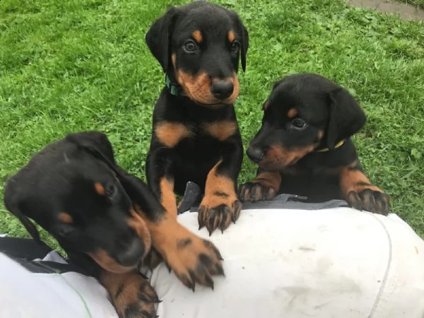 disponibili cuccioli di dobermann | Foto 2