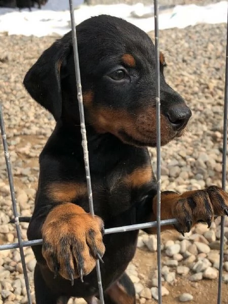 disponibili cuccioli di dobermann | Foto 0