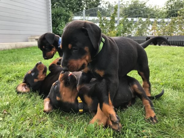 disponibili cuccioli di dobermann