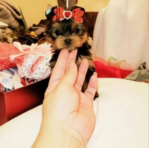 simpatici cuccioli di yorkie
