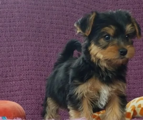 cuccioli di yorkshire registrati per l'adozione