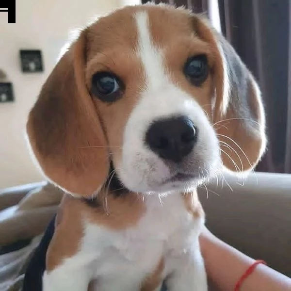 disponibili cuccioli di beagle -