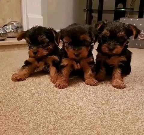 adorabili cuccioli di yorkie in tazza da tè in vendita