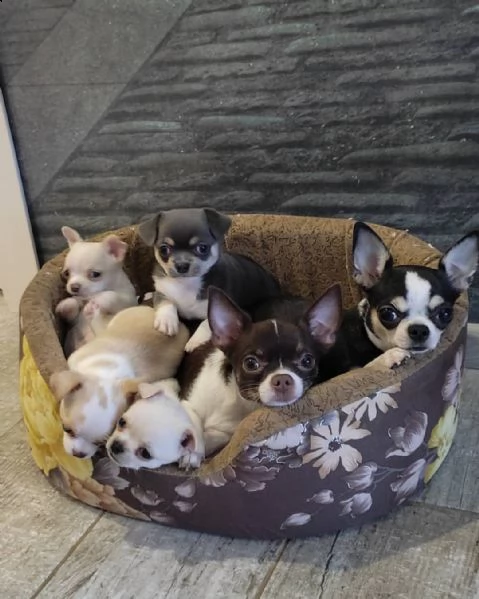 bellissimi cuccioli di chihuahua
