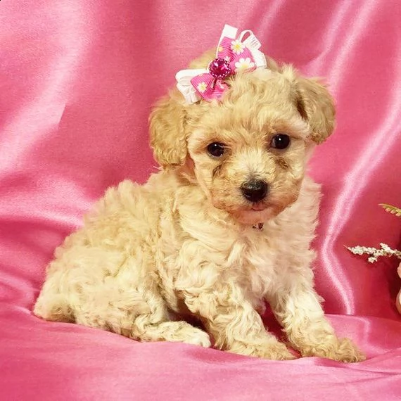 shih tzu cuccioli per il reinserimento