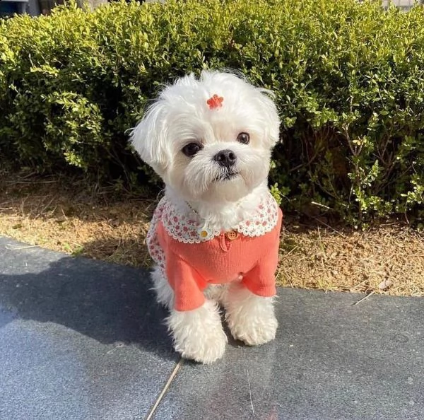 adorabili cuccioli maltesi eccezionali