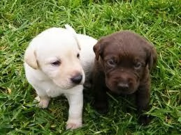 meravigliosi cuccioli di labrador retriever in vendita