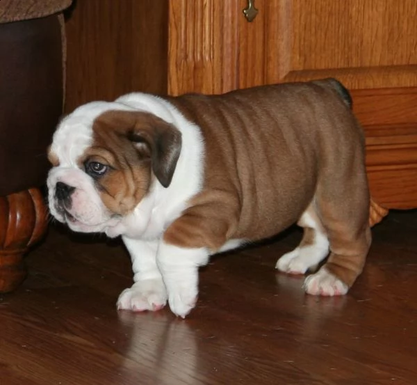 cuccioli di bulldog inglese giocosi | Foto 2