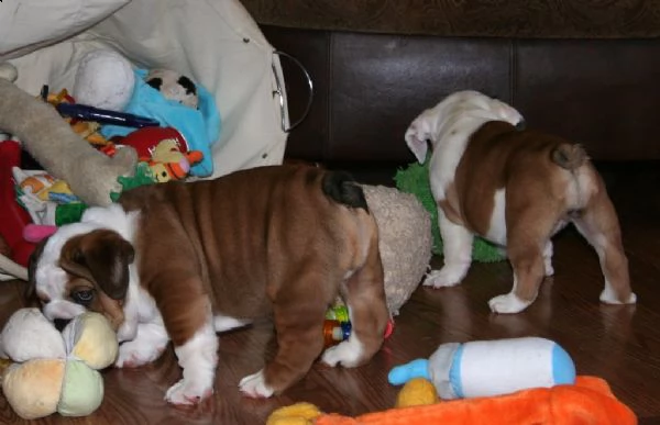 cuccioli di bulldog inglese giocosi | Foto 0
