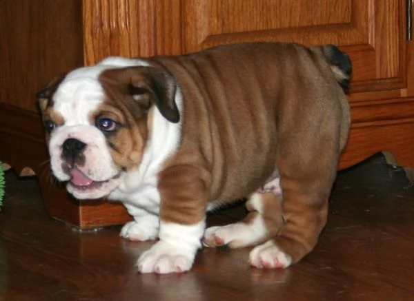 cuccioli di bulldog inglese giocosi