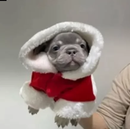 purissimi bouledogue francese cuccioli