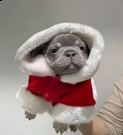 disponibili cuccioli bouledogue francese di due mesi
