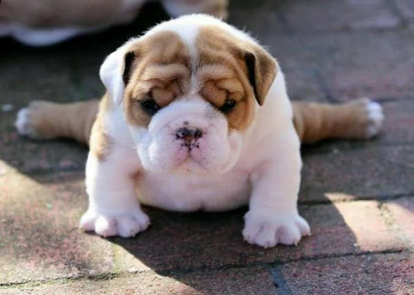 cuccioli di bull dog inglese visibili e disponibili 