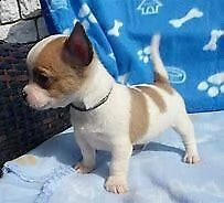 cucciolo di chiwawa mini toy buonissimo originalissimo 