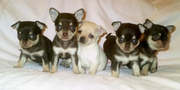 pincher chihuahua mini toy buonissimo tranquillissimo