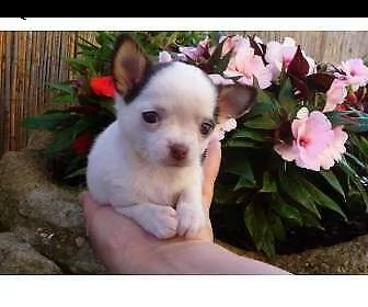 cucciolo di pincer chihuahua mini mini toy