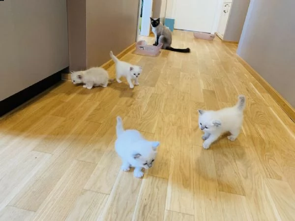 cuccioli ragdoll per natale