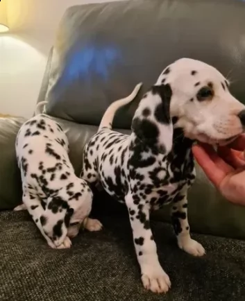 sanissimi dalmata cuccioli | Foto 0
