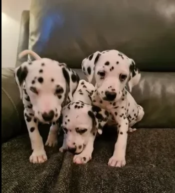sanissimi dalmata cuccioli