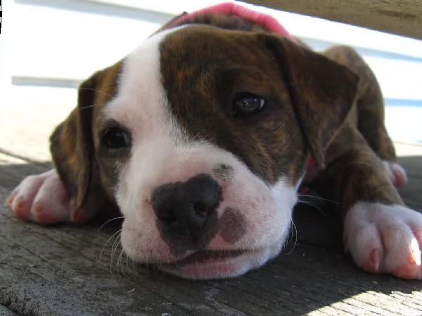 meravigliosa cucciolata di pitbull terrier | Foto 2