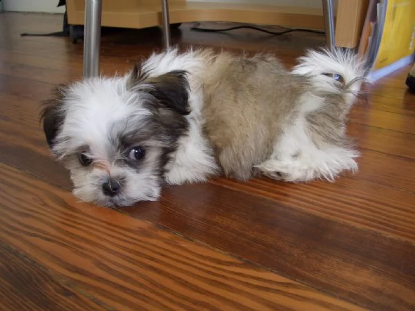 cuccioli di shih tzu con pedigree enci | Foto 0