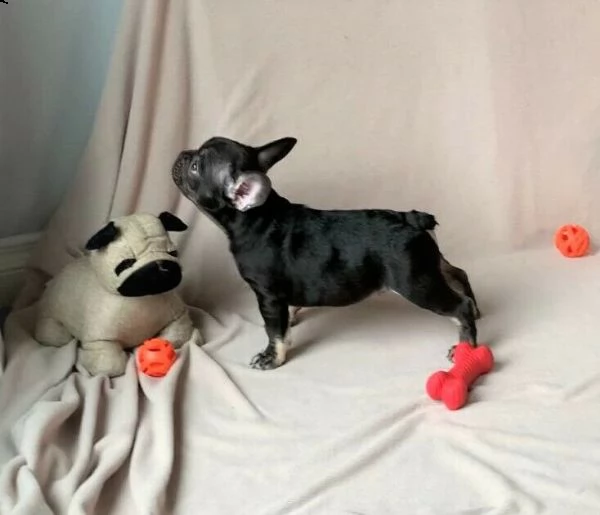 bulldog - bouledogue francese cuccioli blu | Foto 2