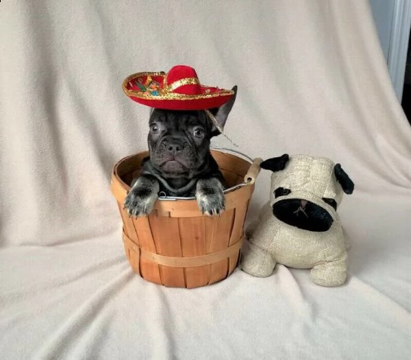 bulldog - bouledogue francese cuccioli blu | Foto 1