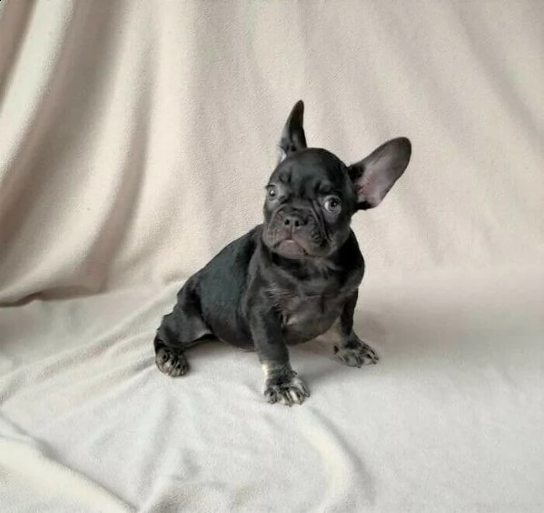 bulldog - bouledogue francese cuccioli blu | Foto 0
