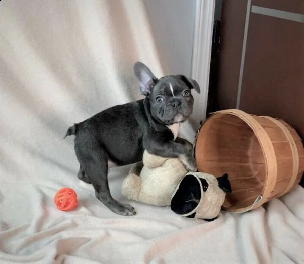 bulldog - bouledogue francese cuccioli blu