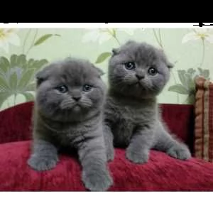 gattino scozzese in vendita | Foto 1