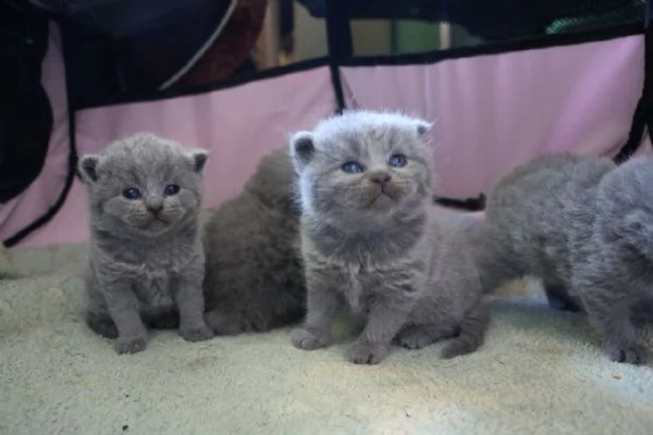 gattino scozzese in vendita