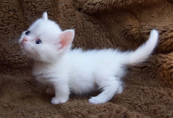 bellissimo gattino munchkin in vendita | Foto 2