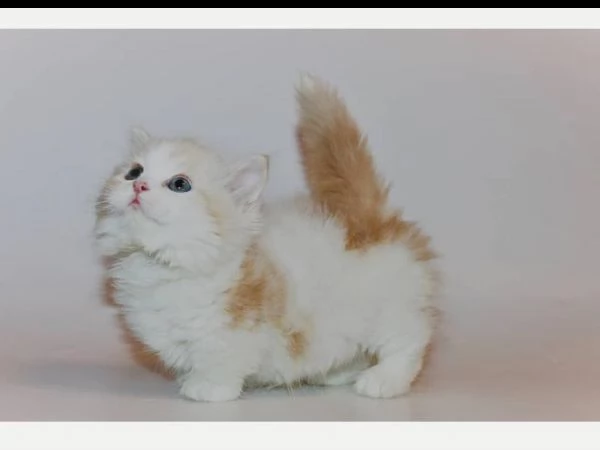 bellissimo gattino munchkin in vendita | Foto 1