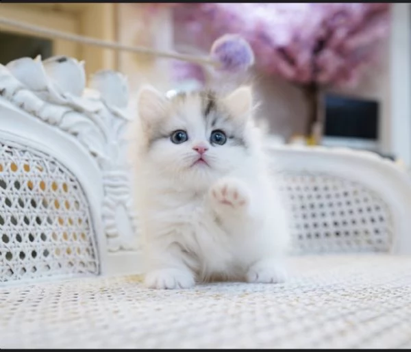 bellissimo gattino munchkin in vendita | Foto 0