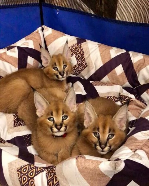 gattino serval, gattino ocelot, gattino caracal in vendita | Foto 1