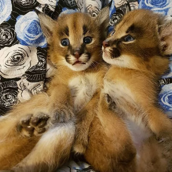 gattino serval, gattino ocelot, gattino caracal in vendita | Foto 0