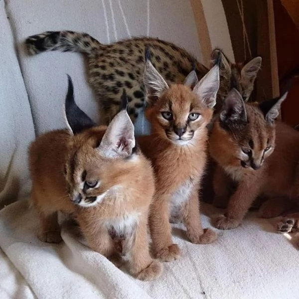 gattino serval, gattino ocelot, gattino caracal in vendita