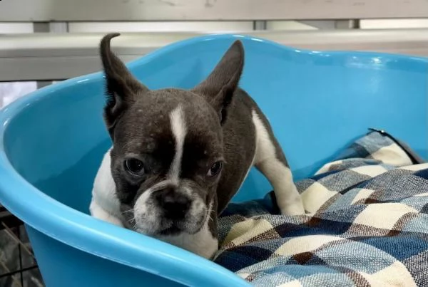  cuccioli di bulldog francese 