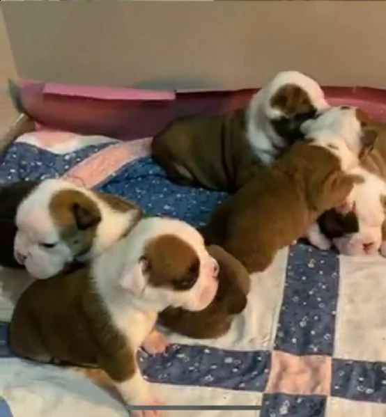  cuccioli di bulldog inglese 