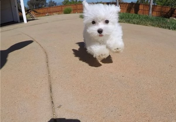  regalo maltese cuccioli meravigliosi ! 