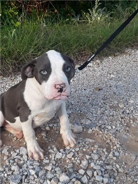  adorabili cuccioli di pitbull americano messi in adozione