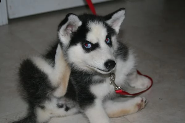 meravigliosa cucciolata di siberian husky | Foto 1