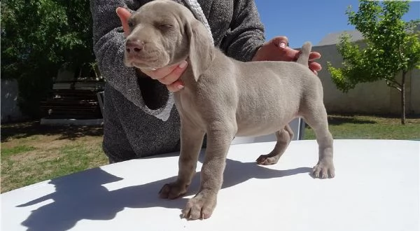 cuccioli di weimaraner con pedigree enci