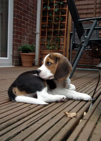 beagle tricolore cuccioli  | Foto 0