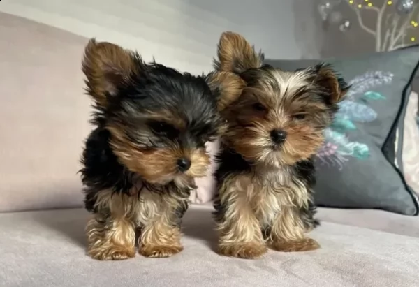 cuccioli di yorkshire