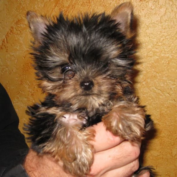 cuccioli di yorkshire con pedigree 