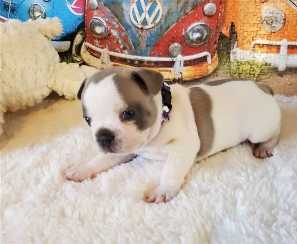 bulldog francese i nostri 6 bellissimi cuccioli di bulldog francese cercano una casa amorevole per s