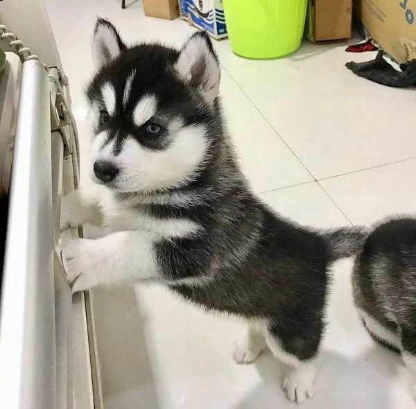 cuccioli di siberian husky
