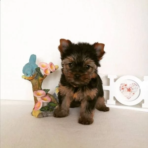 regalo yorkshire cuccioli meravigliosi ! 
