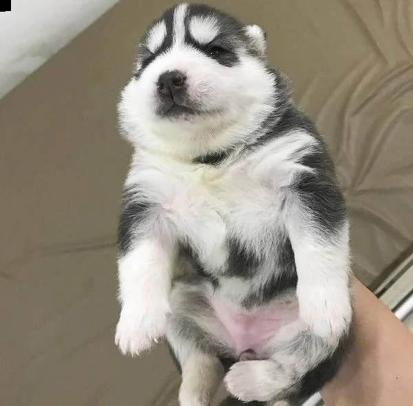 cuccioli di siberian husky | Foto 0
